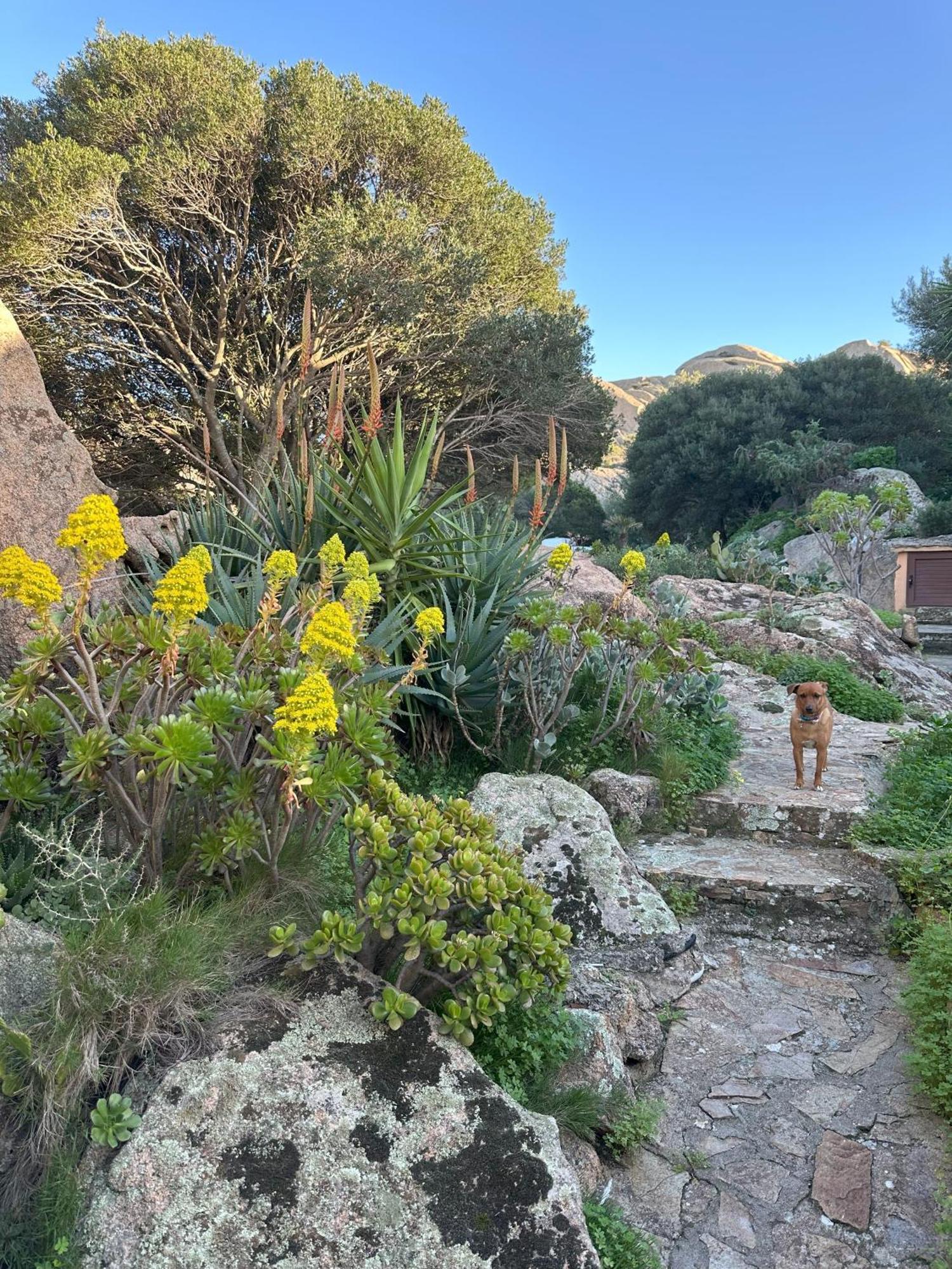 Villa L'Olivastro Porto Cervo Esterno foto